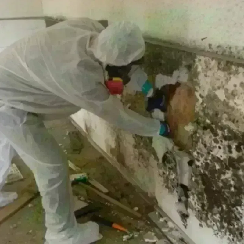 Mold Remediation and Removal in Dallas, OR